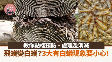 飛蟻突然很多|【飛蟻入屋】出現原因？變白蟻？7招防飛蟻入屋方法